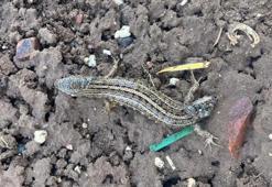 Yer: Adıyaman! Görenler gözlerine inanamadı: Çift başlı...