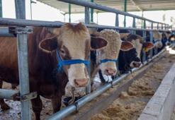 DİYANET DUYURDU ✅ Kurban Bayramı ne zaman, hangi ayda? 2025 Kurban Bayramı kaç gün, hangi günlere denk geliyor?