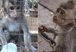 İşkence zinciri: Yakıyorlar, şiş geçiriyorlar, istismar ediyorlar