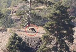 Doğa yürüyüşünde şoke eden an! Bozayıyla karşılaştılar