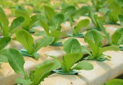 Geleceği şekillendiriyor: Topraksız tarım! Hangi sebzeler yetiştirilebilir?