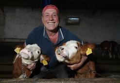 Fanatik Trabzonsporlu taraftar, ikiz danasına Şota ve Arçil'in ismini verdi!