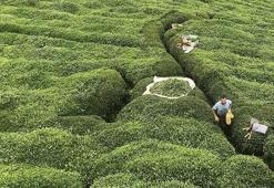 Türk çayı ihracatı 19,8 milyon doları aştı