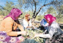 Zeytin ağacına ata toprağına sahip çıkma öyküsü