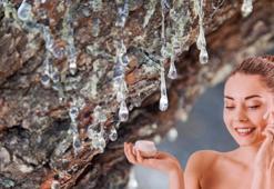 Ağaç çatlaklarından sızıyor, kokusu keskin ama faydası çok! Doğal cilt yenileyici