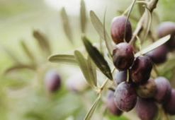 350 bin zeytin ağacına sevgi ve özenle bakıyorlar