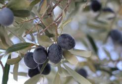 Tekirdağ'da zeytin hasadı devam ediyor