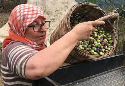 Zeytin hasadı başladı: Günlük 3 bin liraya çalışacak personel bulunamıyor