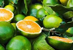 Virüse geçit vermeyen yeşil mandalina! Ekşisine aldanmayın, boğazdaki yangını söndürüyor