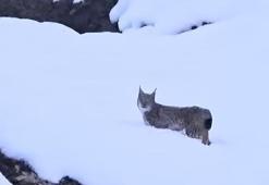 Yer: Tunceli! Kırmızı listedeki vaşaklar böyle görüntülendi