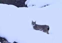 Kırmızı listedeki vaşaklar Tunceli'de görüntülendi