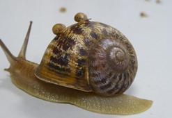 BBC devreye girdi, ölmeden önce eşini buldu! Bilime ışık tutan 'yalnız salyangoz'