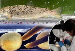 Laboratuvarda üretildi: 'Mutant' Karadeniz alabalığı