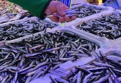 Tezgahlarda balık bolluğu! Hamsi 100 liraya düştü