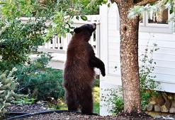 Japonya'da 2 gün süpermarkette kalan ayı tuzakla yakalandı