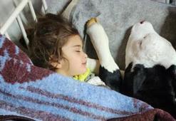 Beşikte büyüyen buzağı! Yürekleri ısıtan görüntü