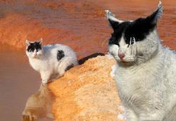 Burası Sibirya değil Sivas! Kedi soğuktan 'dondu'