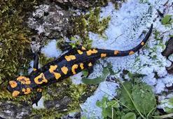 'Türk Semenderi' Gaziantep'te ortaya çıktı