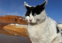 Sibirya soğuğunda adeta donan kedi termal su kenarında ısınmaya çalıştı