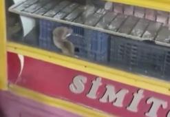 Ankara'da seyyar simit tezgahında fare görüntülendi