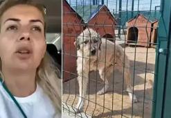 Bu kadarına da pes! Köpek Velisi Buket Özgünlü bağışlarla 1.1 milyonluk estetik yaptırmış