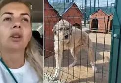 Bu kadarına da pes! Köpek Velisi Buket Özgünlü bağışlarla 1.1 milyonluk estetik yaptırmış