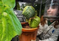 Tuvalet kağıdı olarak kullanınca canına kıydı! 'Doğum acısı yanına bile yaklaşamaz'