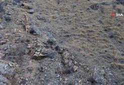 Elazığ’da dağ keçileri böyle görüntülendi