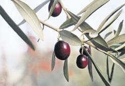 Zeytin ve sanat Urla’da buluşuyor