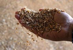 Tohumculuk sektörünün yol haritası belirleniyor