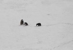 Yer: Erzincan! Karla kaplı dağın yamacında görüldüler