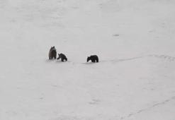 Kış uykusuna yatmayan ayılar Erzincan’da görüntülendi