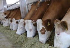 Hayvan hastalıkları nedeniyle ödenecek tazminatlarda değişiklik