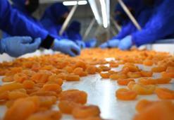 Kuru kayısıda 11 ayda 370 milyon dolar gelir elde edildi