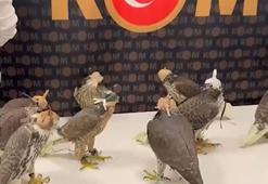 Tanesi 100 bin dolar! Türkiye'den kaçırmaya çalışırken yakalandılar