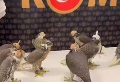 10 gökdoğanı yurt dışına çıkarmak isterken yakalandılar