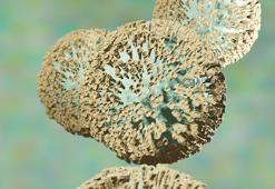 Kanserle savaşan "atom maddeleri" bulundu!