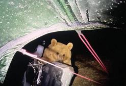 Ayı saldırısında nasıl hayatta kalırsınız? Kaçma şansınız yok, sadece bunu yapın