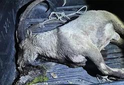 Tunceli'de milletvekilinin de eşlik ettiği kaçak av! Ceza iki katına çıktı