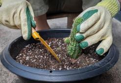 Kaktüs çiçek açsın istiyorsanız mutlaka yapın! Sararan kaktüsleri coşturan yöntemler