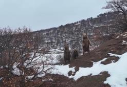 Yer: Tunceli! Önce poz verdiler sonra kayboldular