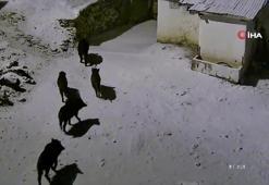 Elazığ'da aç kalan domuz sürüsü yerleşim yerlerine indi: O anlar kamerada