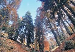 498 milyon ağacı Sıfır Atık kurtardı