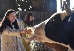 Üniversiteli kız kardeşler, devlet desteğiyle hayvancılık yapıyor