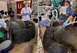 185 kiloluk Goril, dişçi koltuğuna oturdu! Korku dolu 2 saat