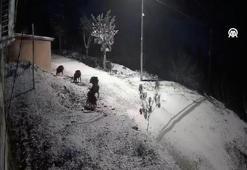 Aç kalan tilki ve yaban domuzları köye indi