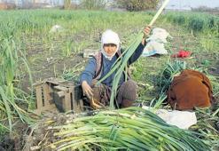 Kışlık sebze hesabı bütçeyi zorluyor