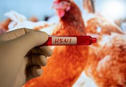 ABD'de kuş gribi alarmı! Vaka sayıları arttı