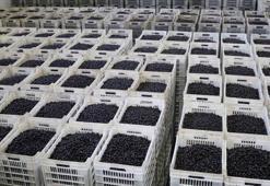 Marmarabirlik 66 bin ton ürün alımı hedefliyor