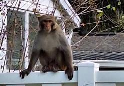 ABD'nin Florida eyaletinde sokakları maymunlar bastı